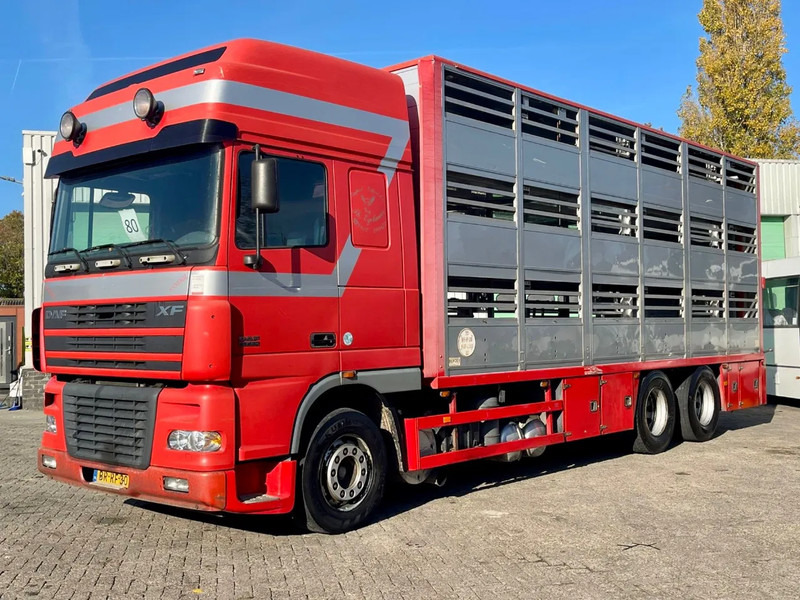 DAF XF 95.430 BERDEX 3 decks. Water, fans, Scales! Excellent condition. - Veetransport lastbil: billede 2 DAF XF 95.430 BERDEX 3 decks. Water, fans, Scales! Excellent condition. - Veetransport lastbil: billede 2