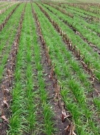 Gaspardo ***CropSeed*** Frøudstyr til radrenser - Kornrenser: billede 5 Gaspardo ***CropSeed*** Frøudstyr til radrenser - Kornrenser: billede 5
