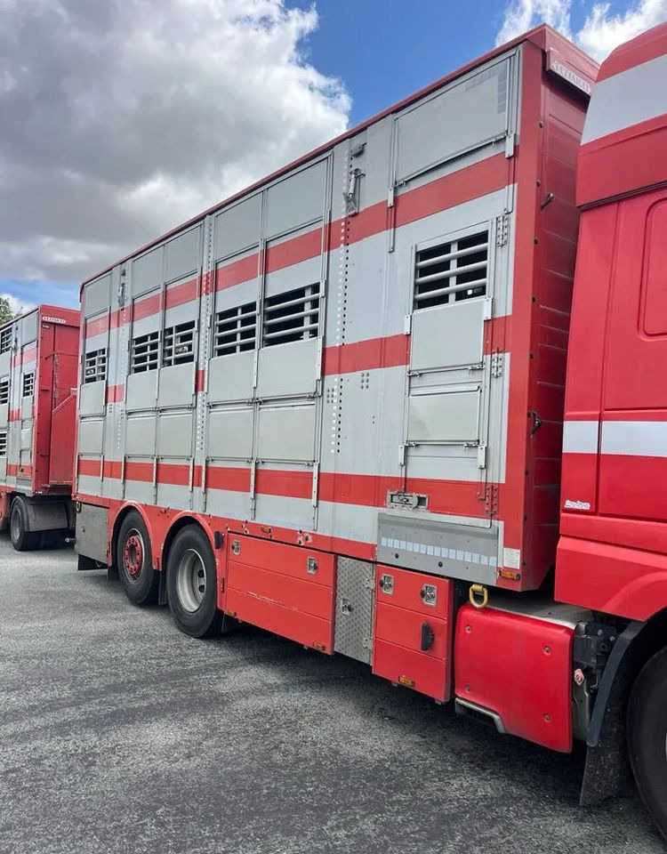 DAF XF 530 + Przyczepa Pezzaoli - 3X Trzoda, 2 X Bydło I 3 poziomy I Podnoszony dach I Hydroburta I Osie Skrętne I Poidła I Wentylatory I Pilot Manualny | - Veetransport lastbil: billede 3 DAF XF 530 + Przyczepa Pezzaoli - 3X Trzoda, 2 X Bydło I 3 poziomy I Podnoszony dach I Hydroburta I Osie Skrętne I Poidła I Wentylatory I Pilot Manualny | - Veetransport lastbil: billede 3