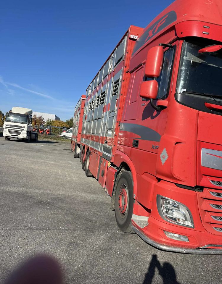 DAF XF 530 + Przyczepa Pezzaoli - 3X Trzoda, 2 X Bydło I 3 poziomy I Podnoszony dach I Hydroburta I Osie Skrętne I Poidła I Wentylatory I Pilot Manualny | - Veetransport lastbil: billede 4 DAF XF 530 + Przyczepa Pezzaoli - 3X Trzoda, 2 X Bydło I 3 poziomy I Podnoszony dach I Hydroburta I Osie Skrętne I Poidła I Wentylatory I Pilot Manualny | - Veetransport lastbil: billede 4