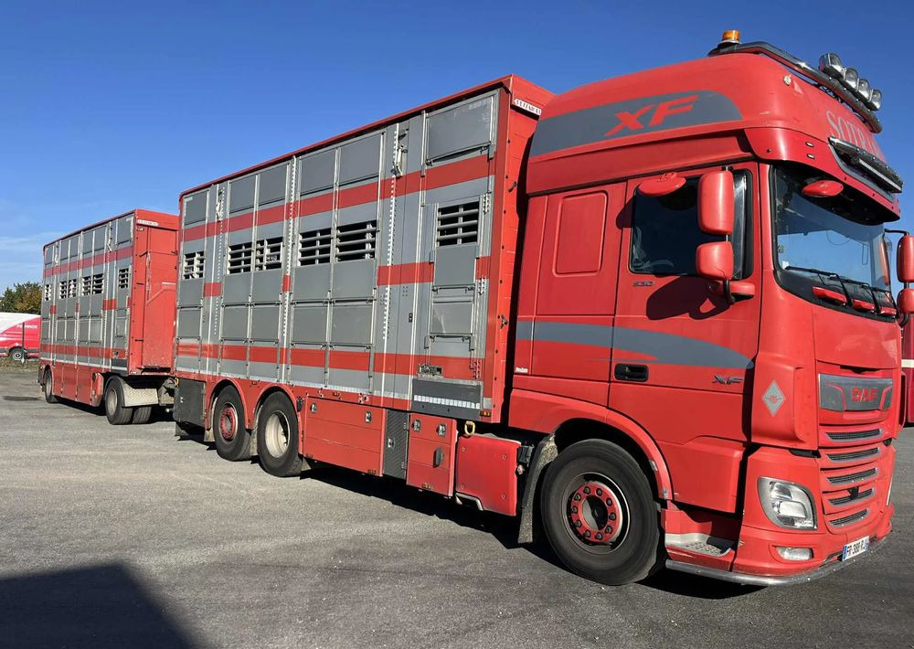 DAF XF 530 + Przyczepa Pezzaoli - 3X Trzoda, 2 X Bydło I 3 poziomy I Podnoszony dach I Hydroburta I Osie Skrętne I Poidła I Wentylatory I Pilot Manualny | - Veetransport lastbil: billede 2 DAF XF 530 + Przyczepa Pezzaoli - 3X Trzoda, 2 X Bydło I 3 poziomy I Podnoszony dach I Hydroburta I Osie Skrętne I Poidła I Wentylatory I Pilot Manualny | - Veetransport lastbil: billede 2