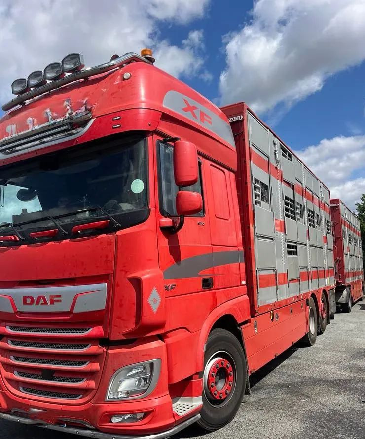 DAF XF 530 + Przyczepa Pezzaoli - 3X Trzoda, 2 X Bydło I 3 poziomy I Podnoszony dach I Hydroburta I Osie Skrętne I Poidła I Wentylatory I Pilot Manualny | - Veetransport lastbil: billede 1 DAF XF 530 + Przyczepa Pezzaoli - 3X Trzoda, 2 X Bydło I 3 poziomy I Podnoszony dach I Hydroburta I Osie Skrętne I Poidła I Wentylatory I Pilot Manualny | - Veetransport lastbil: billede 1