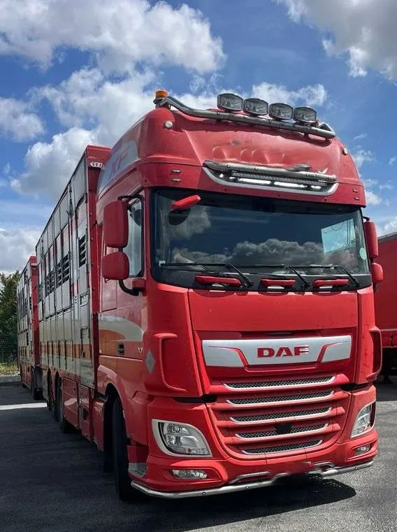 DAF XF 530 + Przyczepa Pezzaoli - 3X Trzoda, 2 X Bydło I 3 poziomy I Podnoszony dach I Hydroburta I Osie Skrętne I Poidła I Wentylatory I Pilot Manualny | - Veetransport lastbil: billede 5 DAF XF 530 + Przyczepa Pezzaoli - 3X Trzoda, 2 X Bydło I 3 poziomy I Podnoszony dach I Hydroburta I Osie Skrętne I Poidła I Wentylatory I Pilot Manualny | - Veetransport lastbil: billede 5