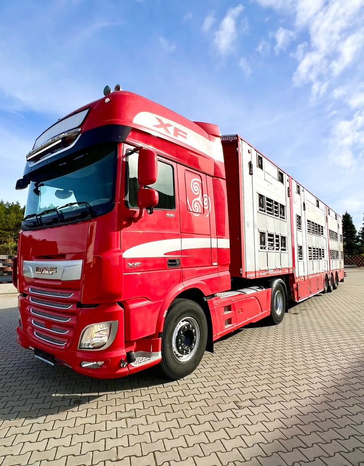 Pezzaioli NACZEPA 2017 / 3 POZIOMY / TRANSPORT ZWIERZĄT / HYDRAULIKA / STEROWANIE PILOTEM/ PODNOSZONY DACH / - Veetransport sættevogn: billede 5 Pezzaioli NACZEPA 2017 / 3 POZIOMY / TRANSPORT ZWIERZĄT / HYDRAULIKA / STEROWANIE PILOTEM/ PODNOSZONY DACH / - Veetransport sættevogn: billede 5