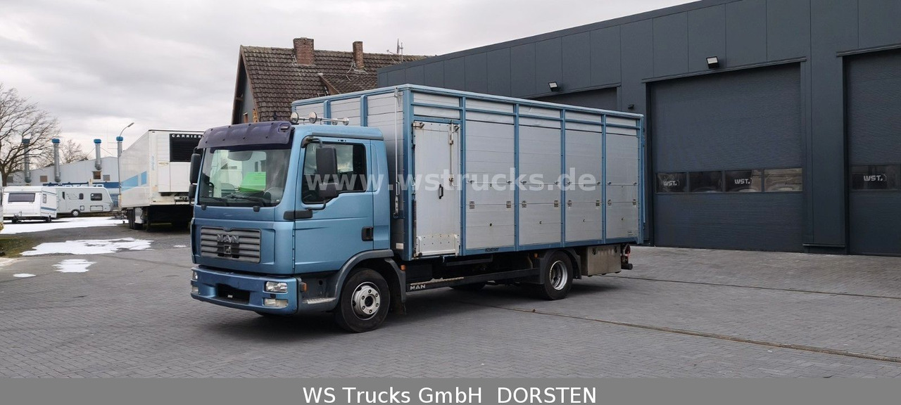 MAN TGL 10.210 1 Stock Viehtransporter - Veetransport lastbil: billede 2 MAN TGL 10.210 1 Stock Viehtransporter - Veetransport lastbil: billede 2