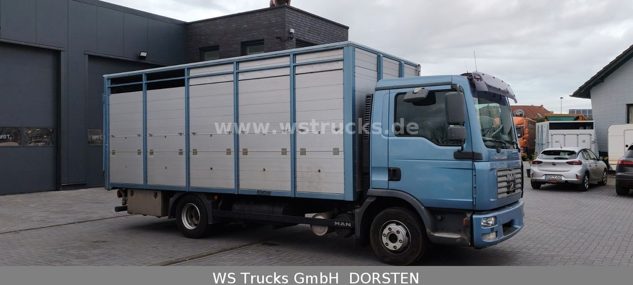 MAN TGL 10.210 1 Stock Viehtransporter - Hestetransporter: billede 3 MAN TGL 10.210 1 Stock Viehtransporter - Hestetransporter: billede 3