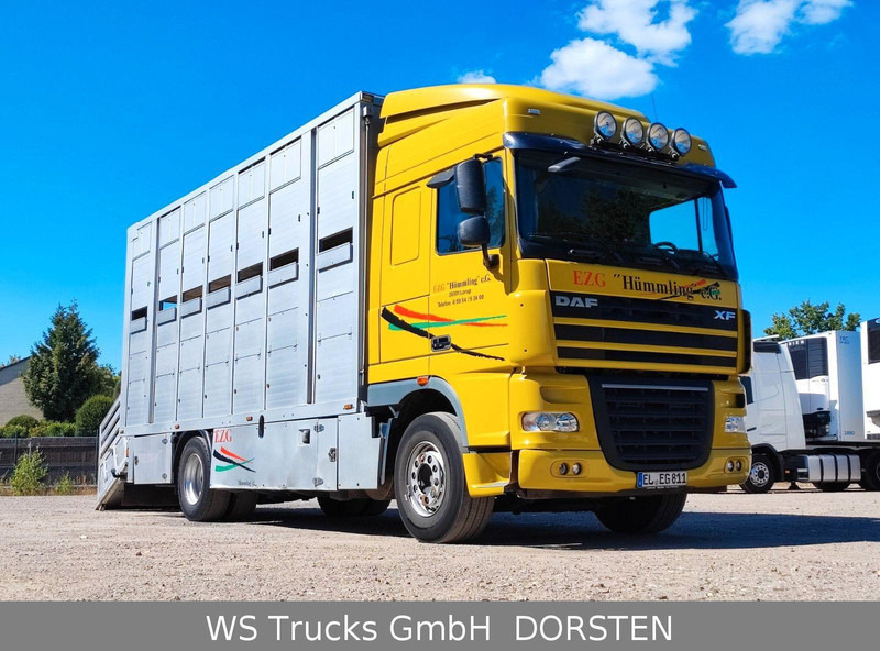 DAF XF410 Menke Doppelstock - Veetransport lastbil: billede 2 DAF XF410 Menke Doppelstock - Veetransport lastbil: billede 2