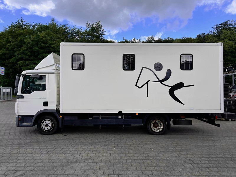 MAN TGL 8.180 - Horse transporter - Hestetransporter: billede 3 MAN TGL 8.180 - Horse transporter - Hestetransporter: billede 3